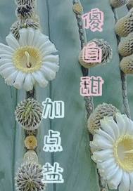 猫爪娇妻